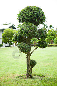 树木装饰绿色园艺路面公园衬套植物群植物雕塑花园雕刻图片