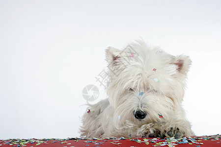 狗狗派对乐趣生日庆典纸屑宠物犬类周年高地猎犬白色图片