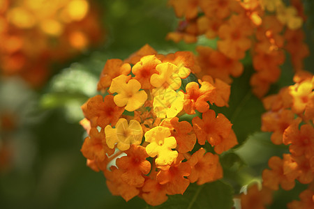 兰塔纳卡马拉花橙子黄色花瓣植物叶子草本植物植物学植物群热带花园图片