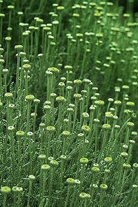 杂草草地绿色植物叶子植物群花园花朵荒野场地图片