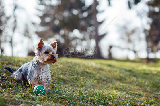 可爱的小型日新月梯车草地郊游犬类毛皮小狗头发日落公园魅力晴天图片