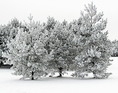 雪覆盖的松树图片