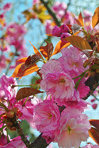 桃花花生长季节绿色宏观叶子花朵粉色花园植物植物群图片
