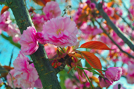 桃花花叶子花园白色花朵花瓣绿色季节粉色园艺生长图片