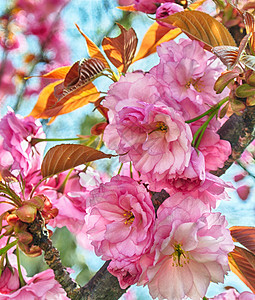 桃花花白色果园花瓣植物群绿色叶子花园园艺季节宏观图片