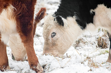 在雪中放牧的牛图片
