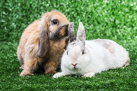 两只兔子在草地上农场棕色白色野兔毛皮哺乳动物场地动物宠物耳朵图片