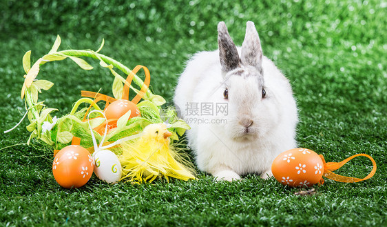 野兔在草地上白色毛皮哺乳动物动物兔子宠物场地耳朵图片