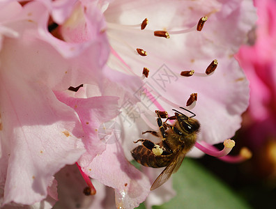 蜜蜂在罗多德伦花朵上背景图片