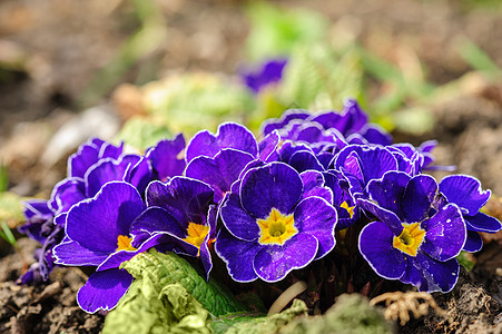 蓝色棱普罗花花植物季节黄色紫色春花宏观花束粉色花朵园艺图片