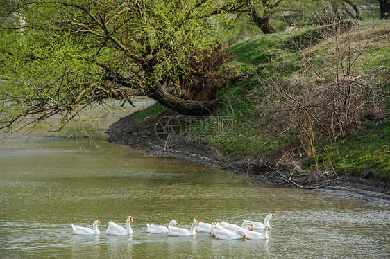 河上的鹅农场鸭子家禽生活团体公园池塘白色婴儿图片