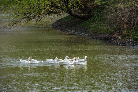 河上的鹅池塘鸭子婴儿家禽白色团体农场公园生活图片