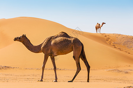 带骆驼的沙漠景观地伦大篷车动物群旅行运输野生动物旅游夫妻动物哺乳动物图片