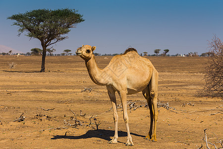 带骆驼的沙漠景观大篷车旅行夫妻动物群旅游地伦动物哺乳动物野生动物荒野图片
