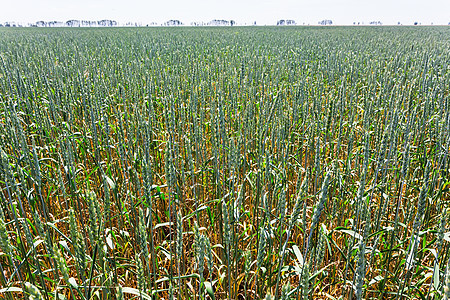 带小麦的绿田农村植物草地生长收成季节食物天空农业蓝色图片