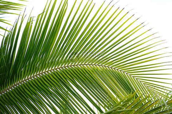 棕榈叶气候热带森林叶子绿色植物图片