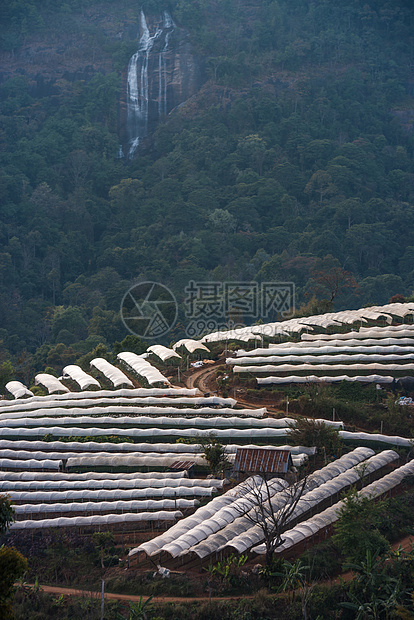 温室植物泰国清迈旅游农村星星起跑线热带环境高地季节夜景农业图片