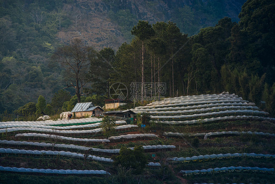 温室植物泰国清迈热带农业环境旅游星星季节夜景场景起跑线高地图片