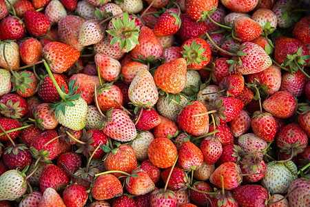 新鲜草莓 - 全框架图片