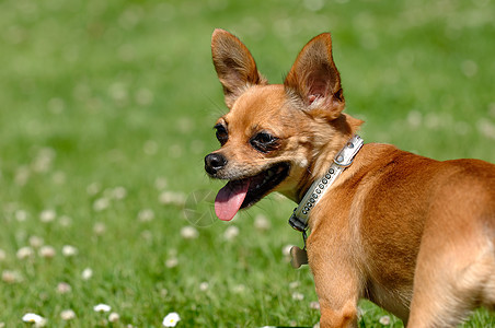 吉娃娃狗在青草上花园休息动物宠物绿色棕色友谊公园图片