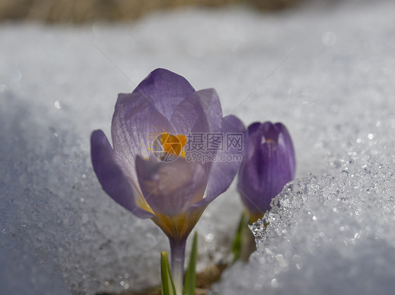 雪中花朵紫色植物群季节白色草地叶子花园花瓣绿色植物图片