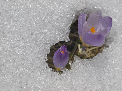 雪中花朵植物叶子花园季节雪花草地植物群紫色绿色花瓣图片