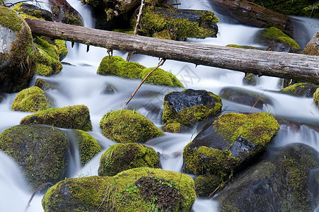 填充的沼泽水流 如Rushes的水木头运动瀑布溪流旅游公园风景叶子绿色植物荒野图片