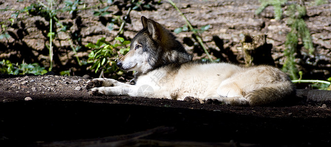 落地狼哺乳动物动物毛皮树木狼疮生活野生动物猛兽森林掠夺性图片
