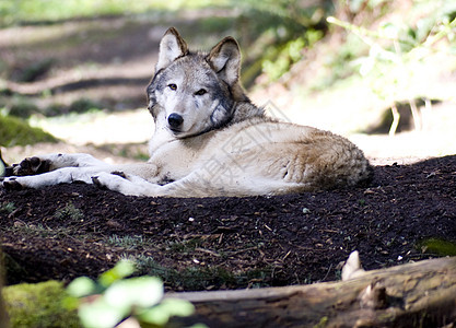 落地狼哺乳动物警报掠夺性草原猛兽狼疮动物地面毛皮森林图片