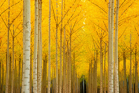 秋秋秋色的秋天树露台林业小路树干叶子全景水平营林生长地面树木图片