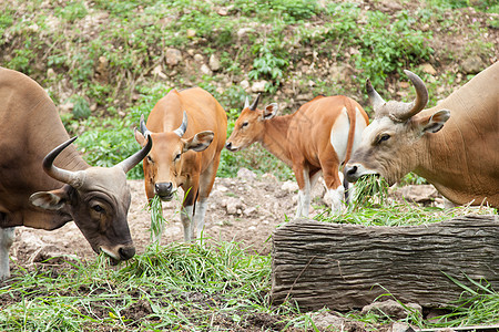 羊毛喂草荒野动物群喇叭哺乳动物水牛旅行动物园野生动物奶牛食物图片