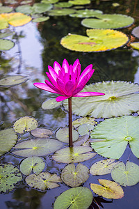 粉色莲花植物群荷花池塘液体环境公园墙纸叶子花瓣植物背景图片