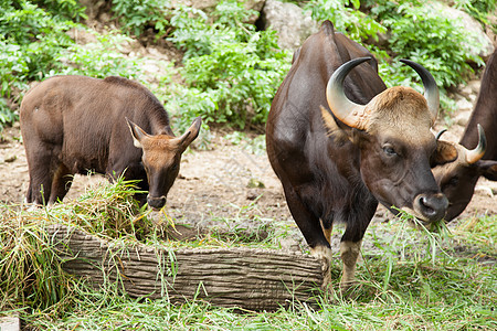 羊毛喂草动物群野牛奶牛荒野动物园旅行水牛肌肉食物哺乳动物图片