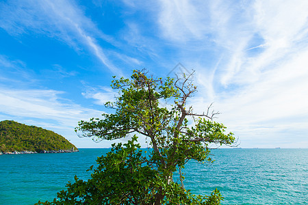 悬崖上的树娱乐海景蓝色岩石天堂森林热带海岸爬坡海岸线图片