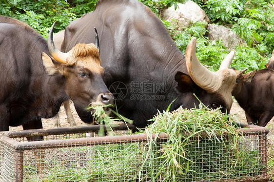 羊毛喂草动物群肌肉热带食物叶子哺乳动物动物园荒野野牛喇叭图片