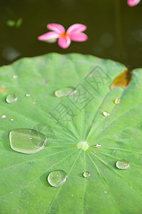 莲花叶上的水滴宏观季节气泡环境液体自然茶点荷花雨滴花园图片
