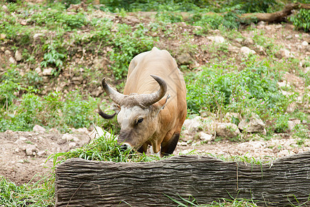 羊毛喂草荒野热带哺乳动物公园水牛野牛喇叭旅行动物群动物园图片