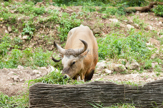羊毛喂草荒野热带哺乳动物公园水牛野牛喇叭旅行动物群动物园图片