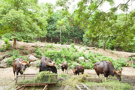 羊毛喂草肌肉水牛动物群动物园荒野食物热带土壤喇叭哺乳动物图片