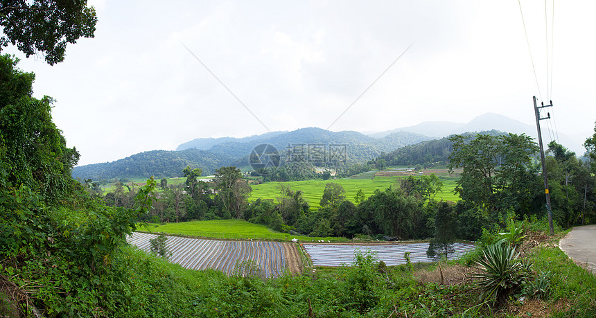 山区的稻田场地植物地球场景叶子环境农业粮食土地食物图片