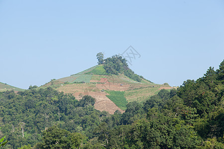 破坏森林环境生态场地天空气候产品树干地球热带资源图片