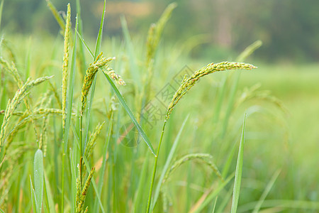 大米饭生长农田收成农村文化食物场地种植园培育树叶图片