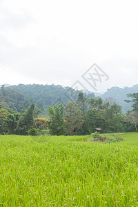 稻米田农田培育森林谷物种植园叶子植物学植物群收成稻田图片