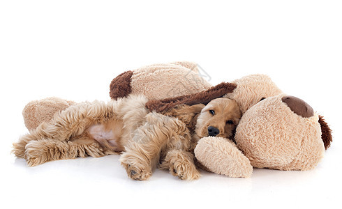 小狗小鸡皮和玩具朋友们工作室棕色犬类睡眠白色宠物动物猎犬图片
