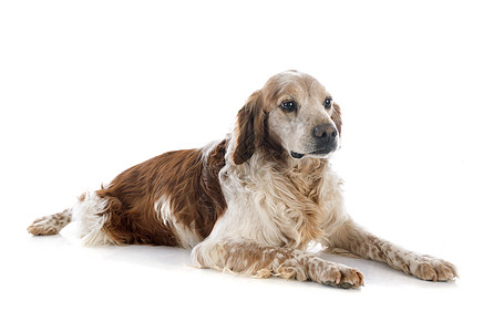 布里塔尼意大利语Name猎犬犬类宠物猎狗动物工作室棕色图片