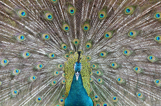 孔雀显示出美丽的羽毛图片