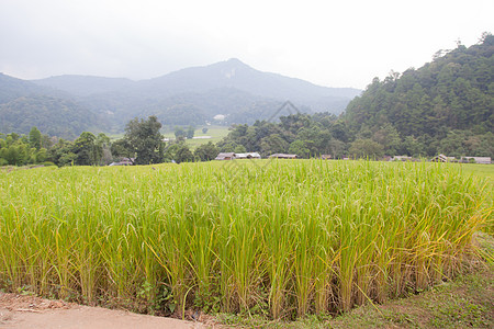 稻田场地粮食食物植物学植物农田种植园文化农村种子图片