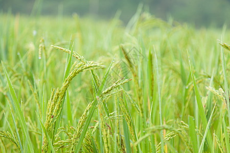 大米饭种植园农村植物食物叶子种子季节植物群生长树叶图片