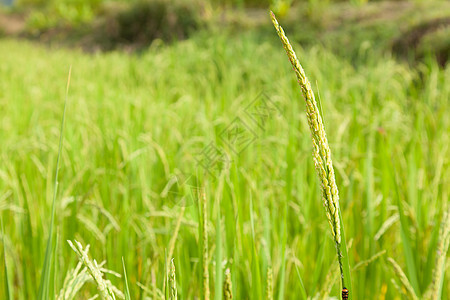 稻田大米植物学植物群食物种植园种子培育农村季节农田生长图片