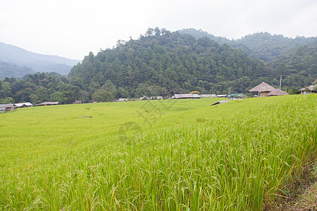 稻田叶子文化场地培育农田收成季节种子植物群食物图片